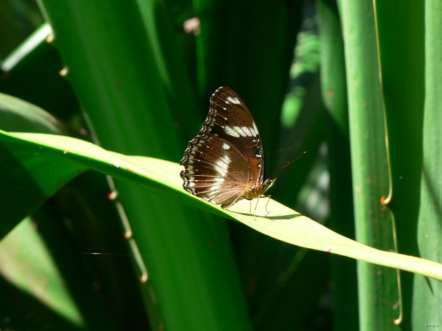 44- Papillon se dorant les ailes au soleil 